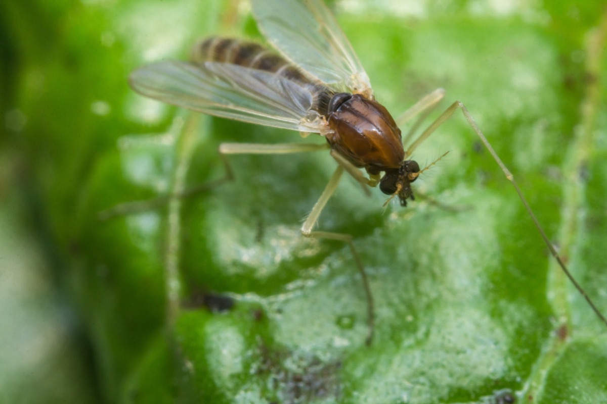 sand fly on leaf