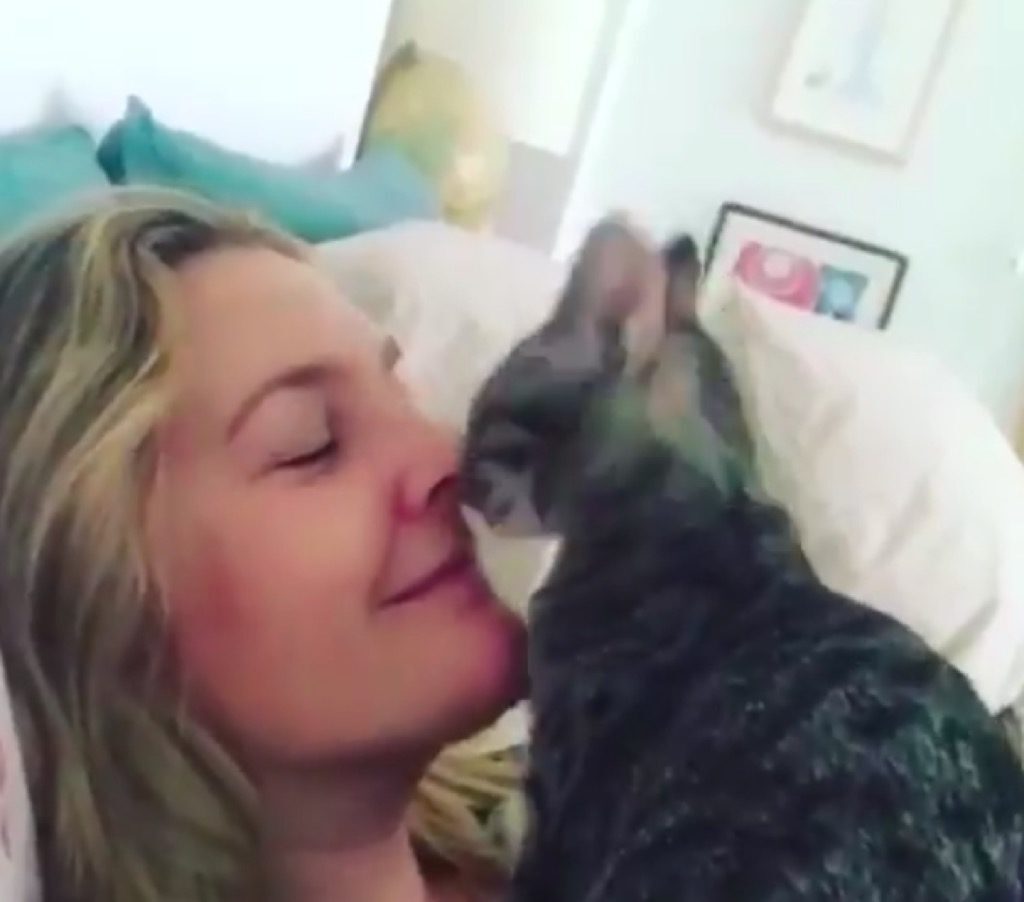 Drew Barrymore's cat Fern