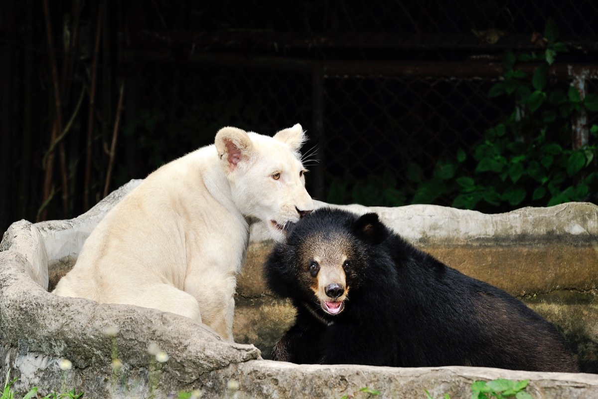 Tiger and bear hanging out