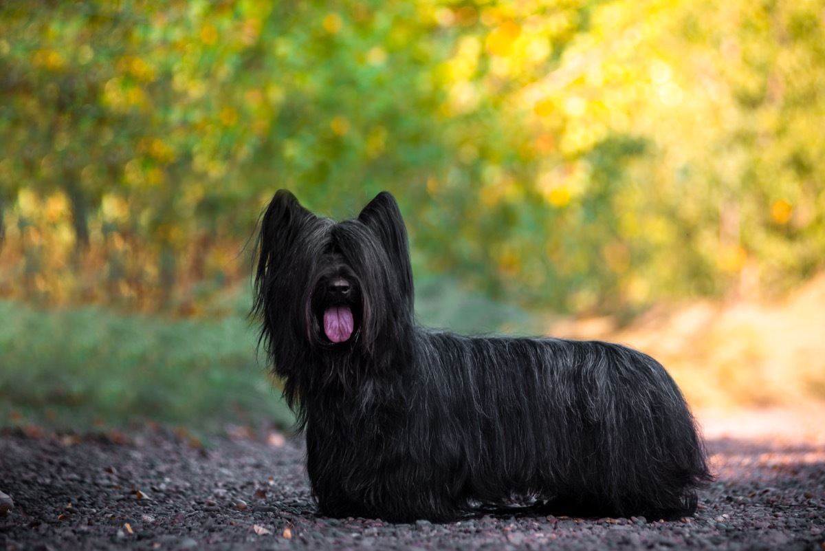 Skye terrier