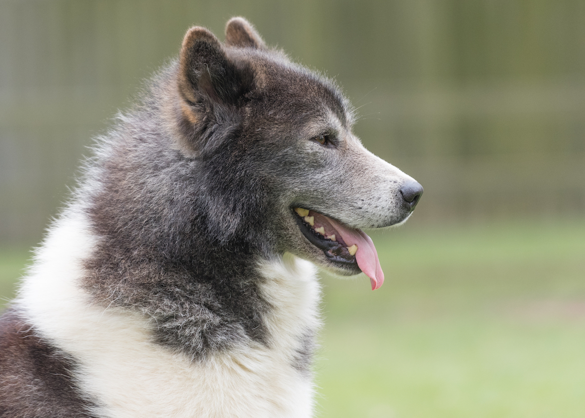 Canadian Eskimo Dog