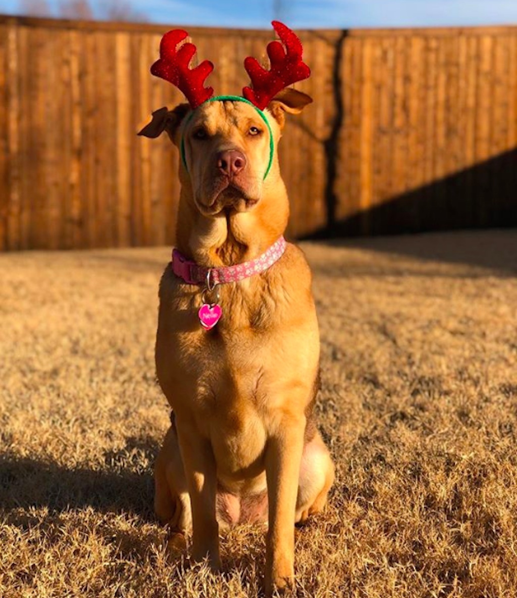 dogs excited about christmas