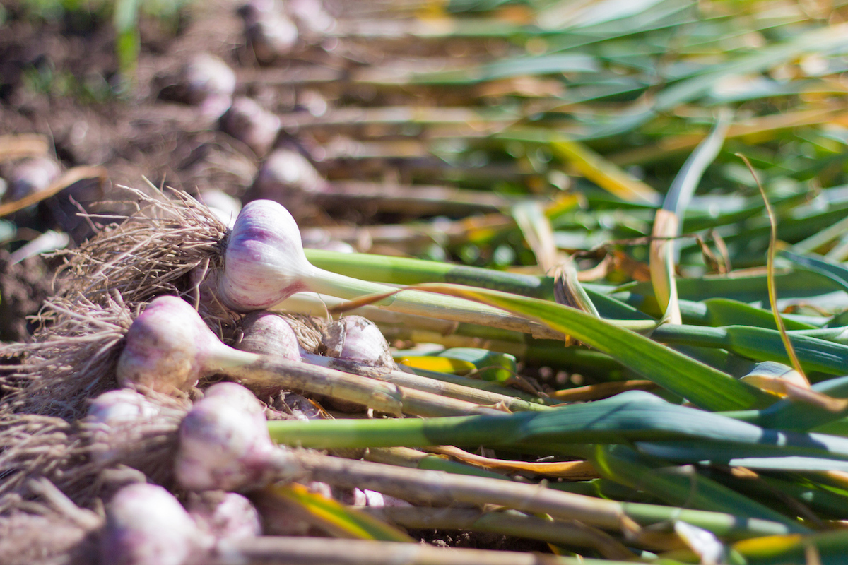 Pile of garlic plants outsdide