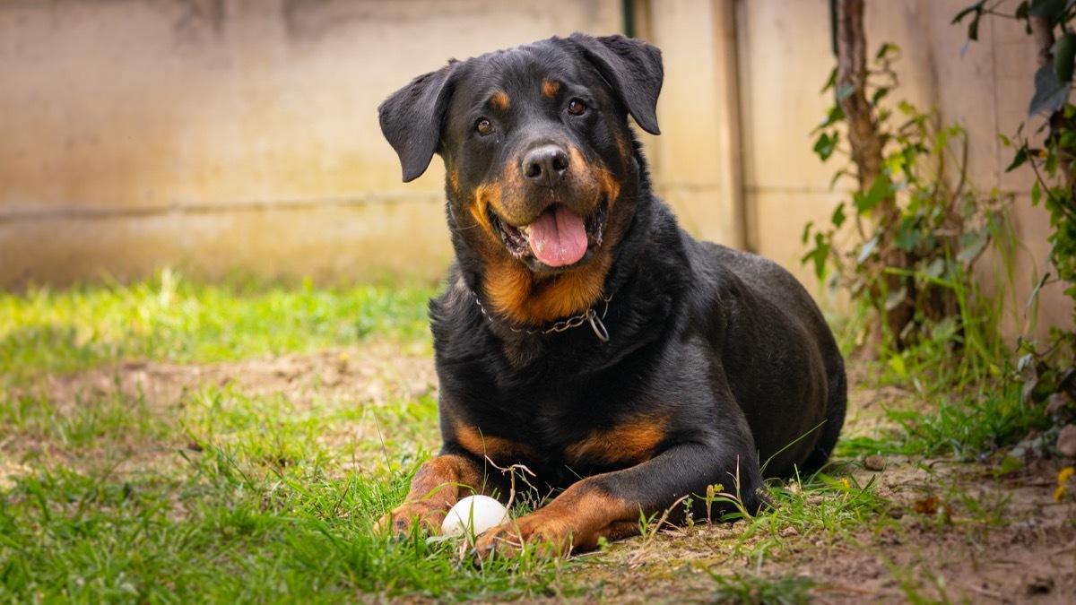 Rottweiler laying in grass