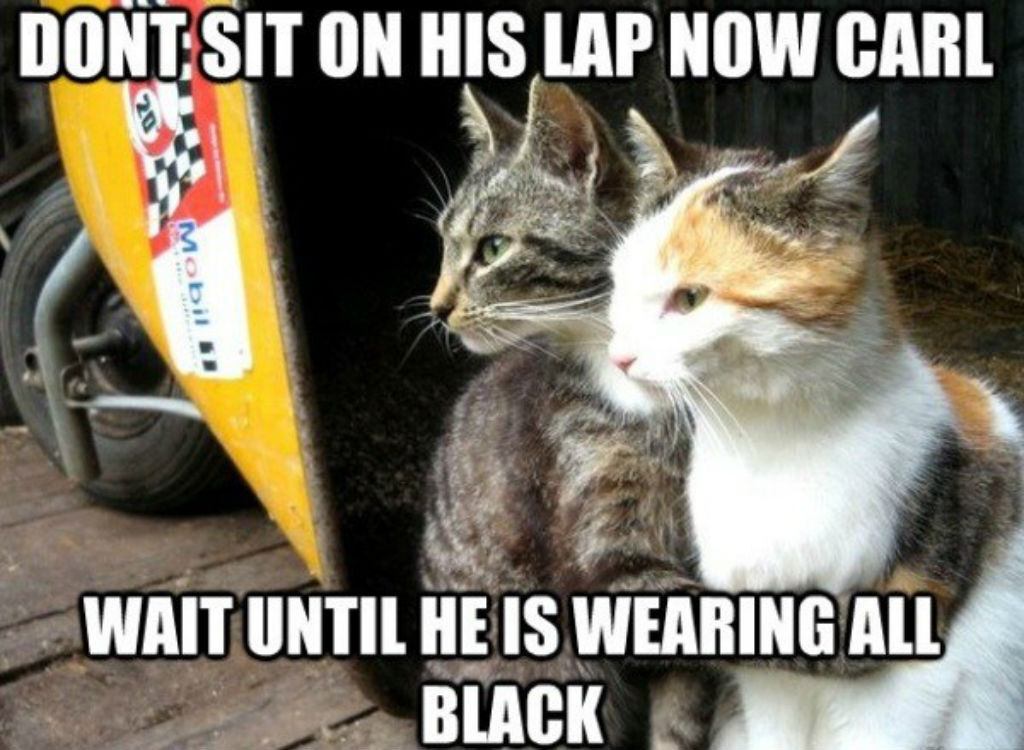 Lap cat memes