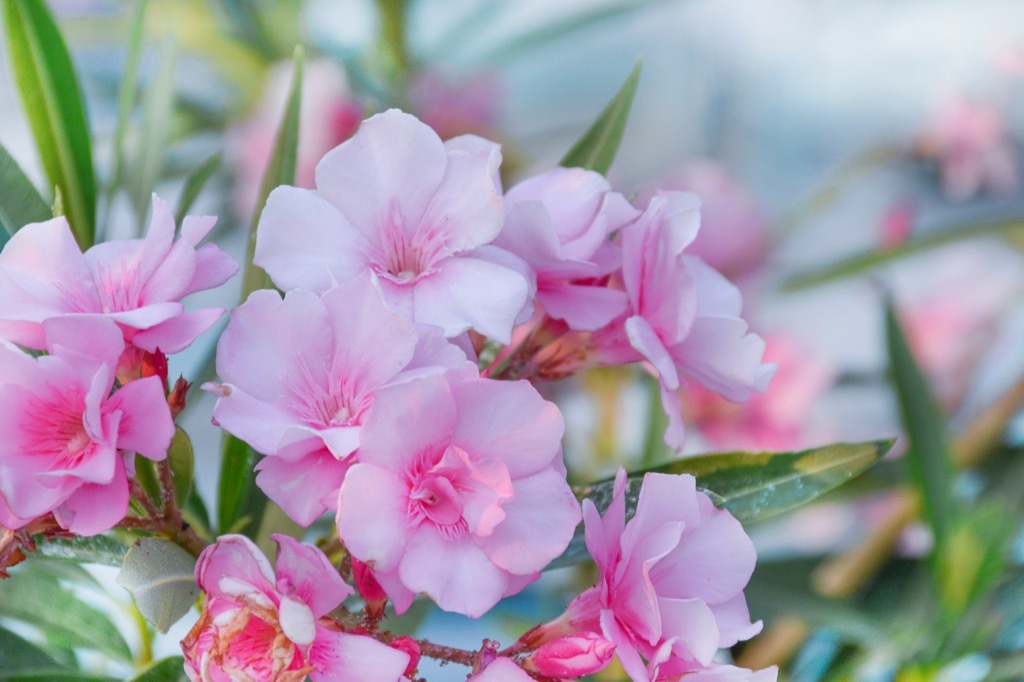 oleander flower