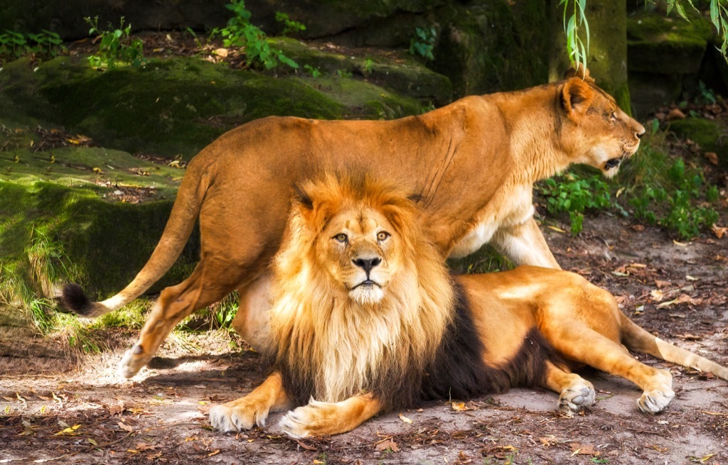 Female and male lion