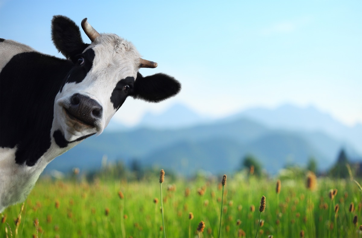 a cow in a field on a bright bluebird day