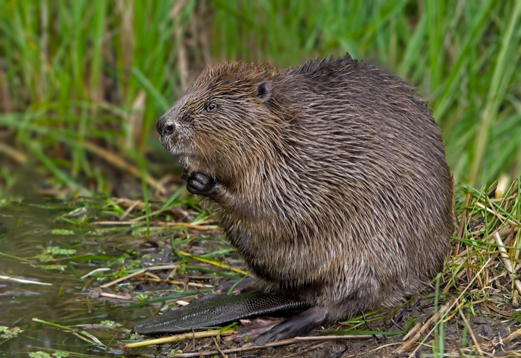 Beaver in grass weird town names