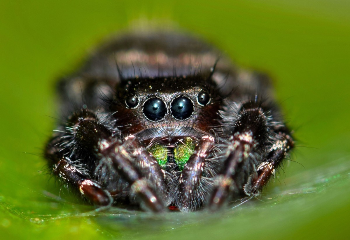 Jumping Spider with Great Hearing {Spider Facts}