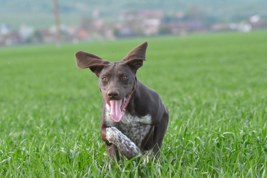 german pointer dog