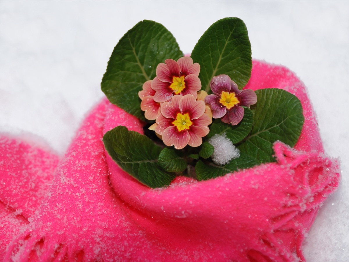 primrose in snow with scarf