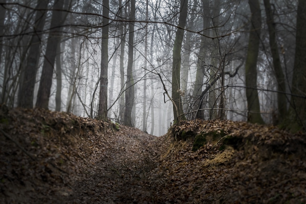 scary clearing in the woods,