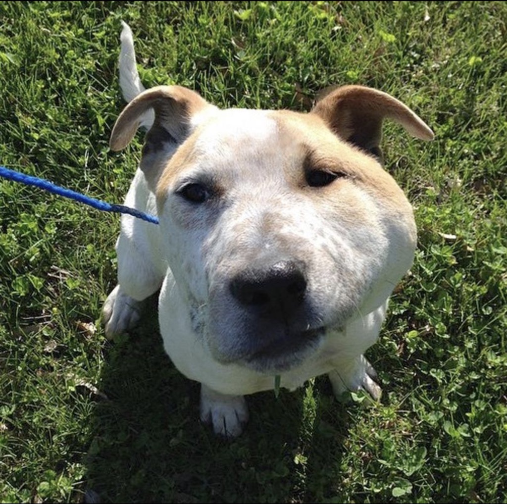 merrick the dog has spent five years in a shelter