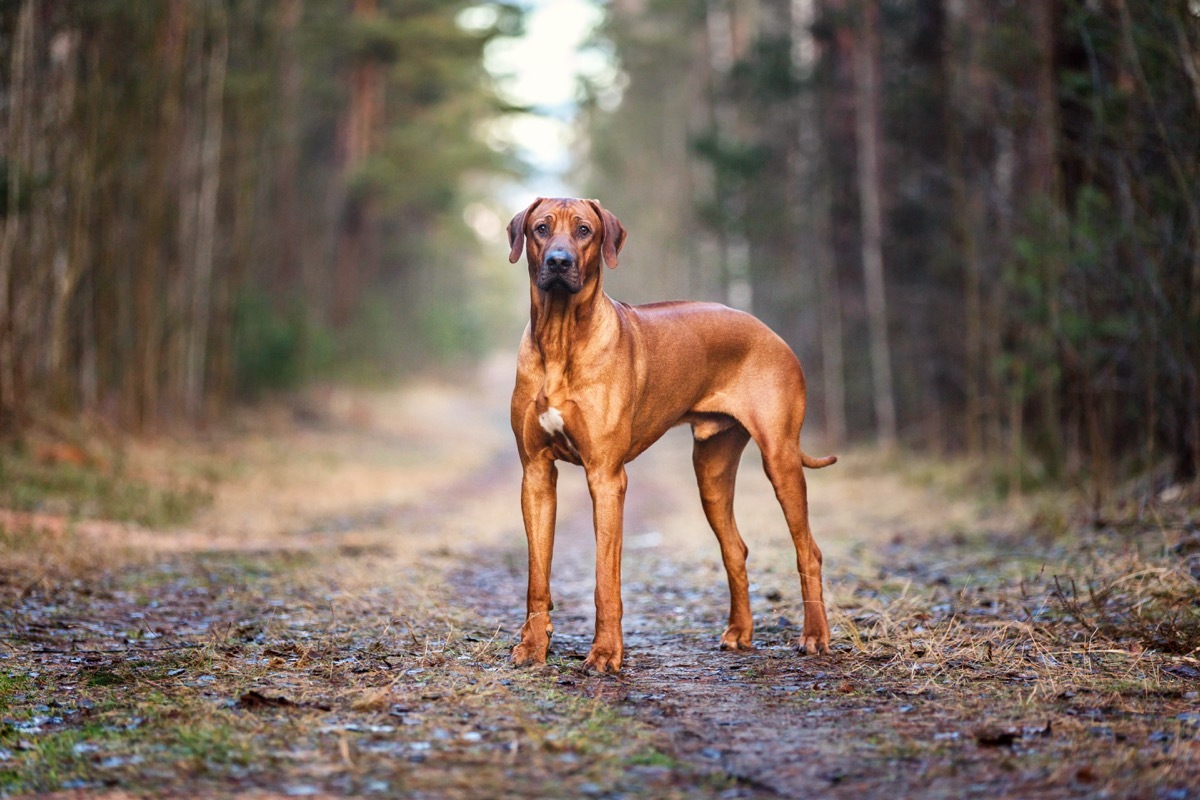 Beautiful Rhodesian ridgeback dog. - Image