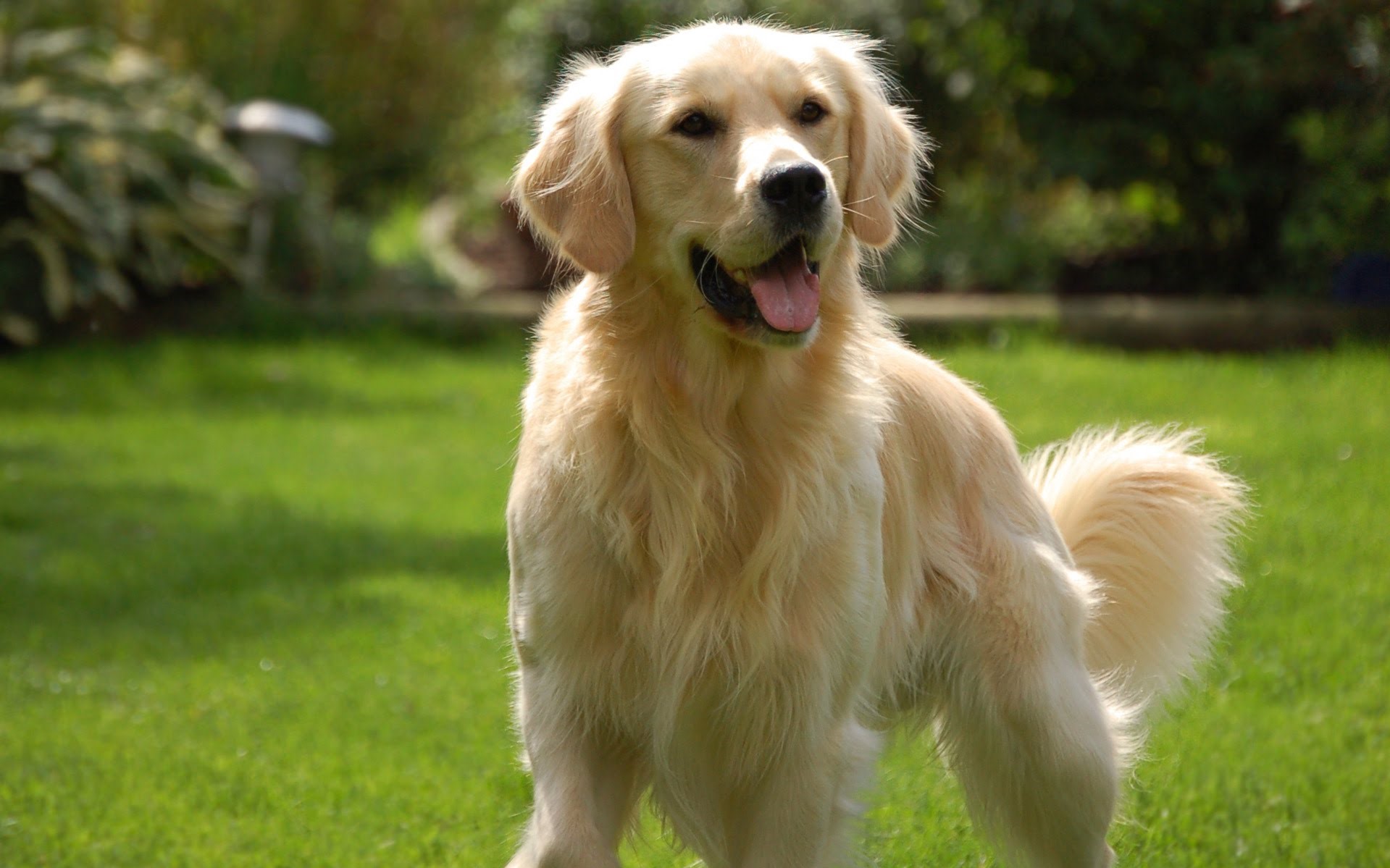 Golden Retriever | 9 of The Best Family Friendly Dog Breeds | Her Beauty