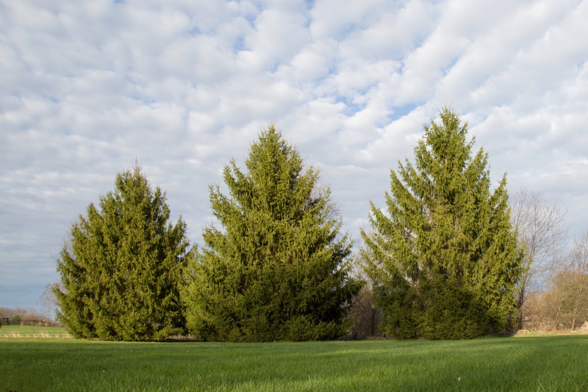 three pine trees in a row