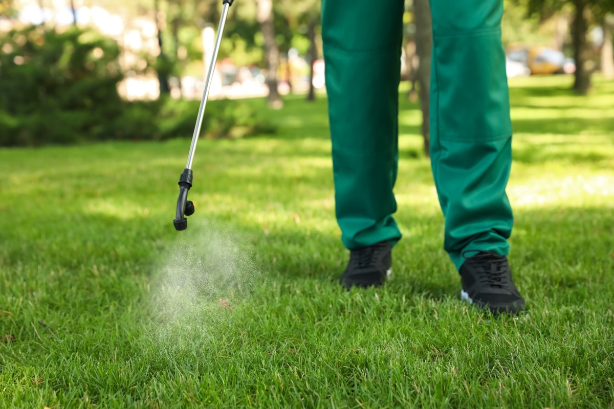 Worker spraying pesticide onto green lawn outdoors