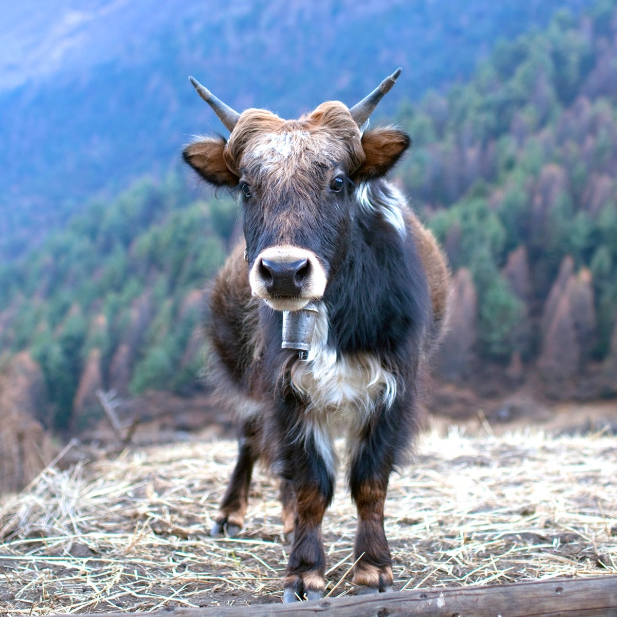 Young Dzo Yak in the Nepal Himalaya. Dzo is a hybrid of yak and domestic cattle. - Image