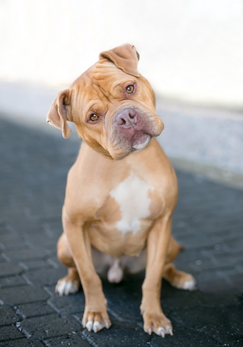 Pittbull Mastiff