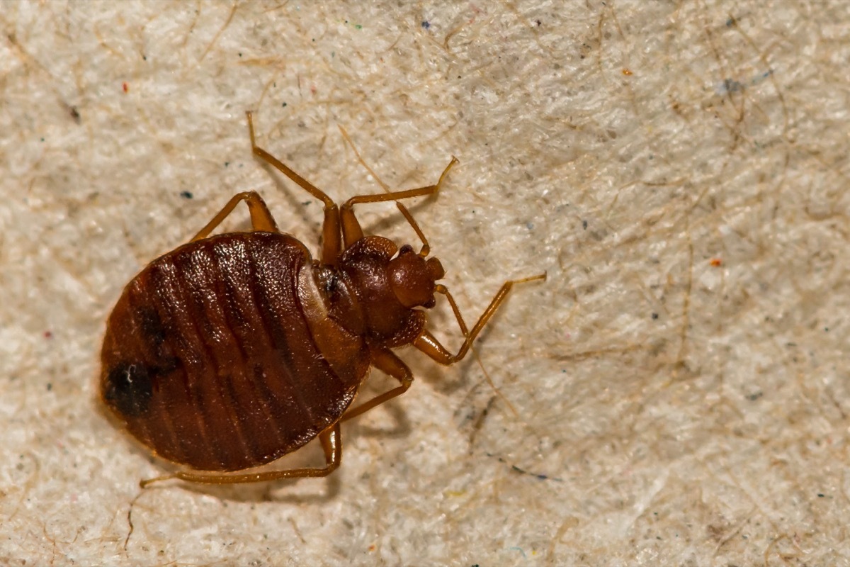 Close up of Bed Bug