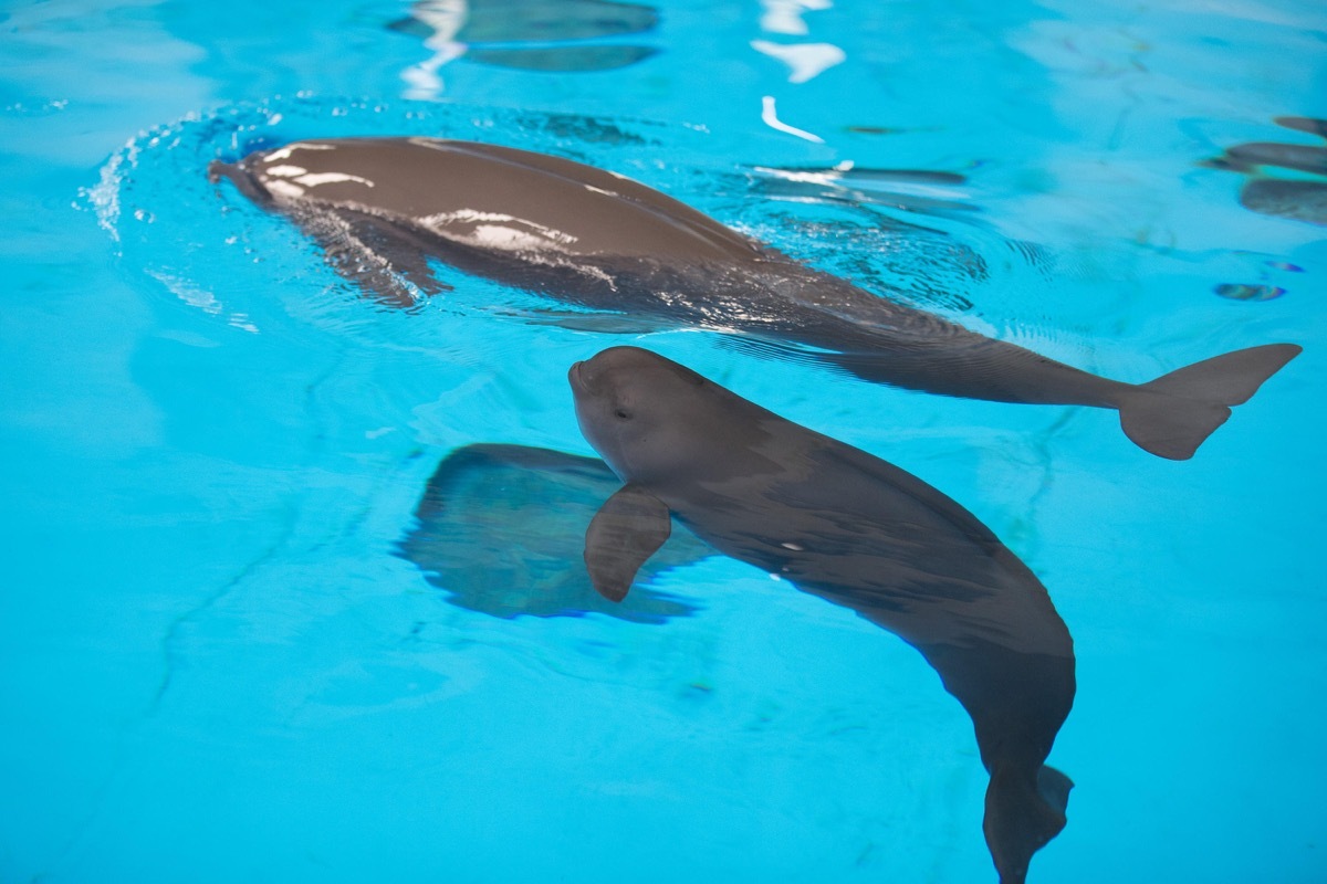 Wuhan, The little porpoise. 2nd June, 2018. A little Yangtze finless porpoise (front) is seen swimming with its mother at the Institute of Hydrobiology under Chinese Academy of Sciences in Wuhan, central China's Hubei Province, Sept. 10, 2018. The little