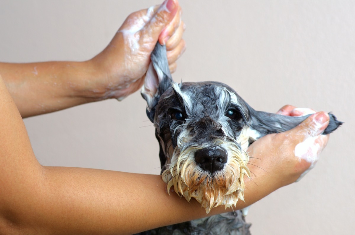 schnauzer getting a bath