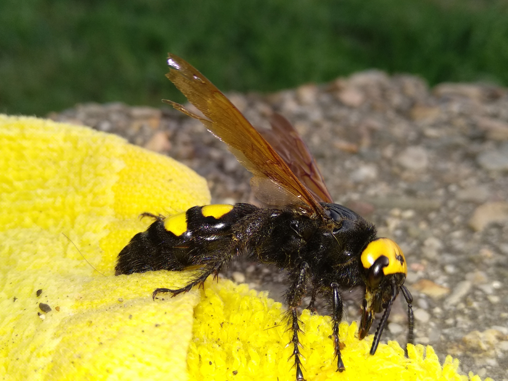 Japanese Giant Hornet Crazy Critters