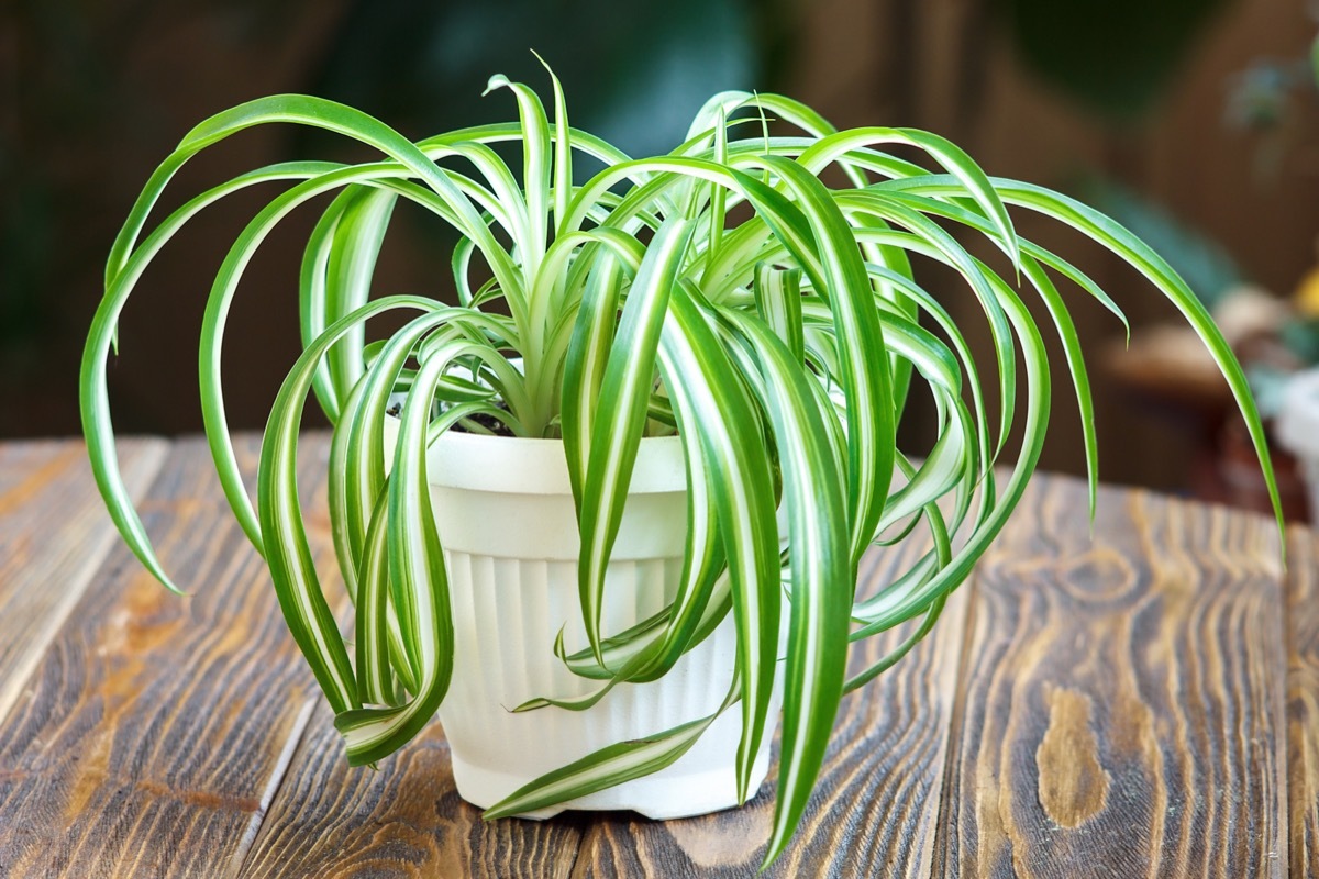 spider plant in a white pot on a wood table