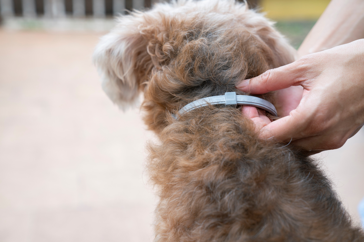 Dog wearing a collar to kill and repel ticks and fleas