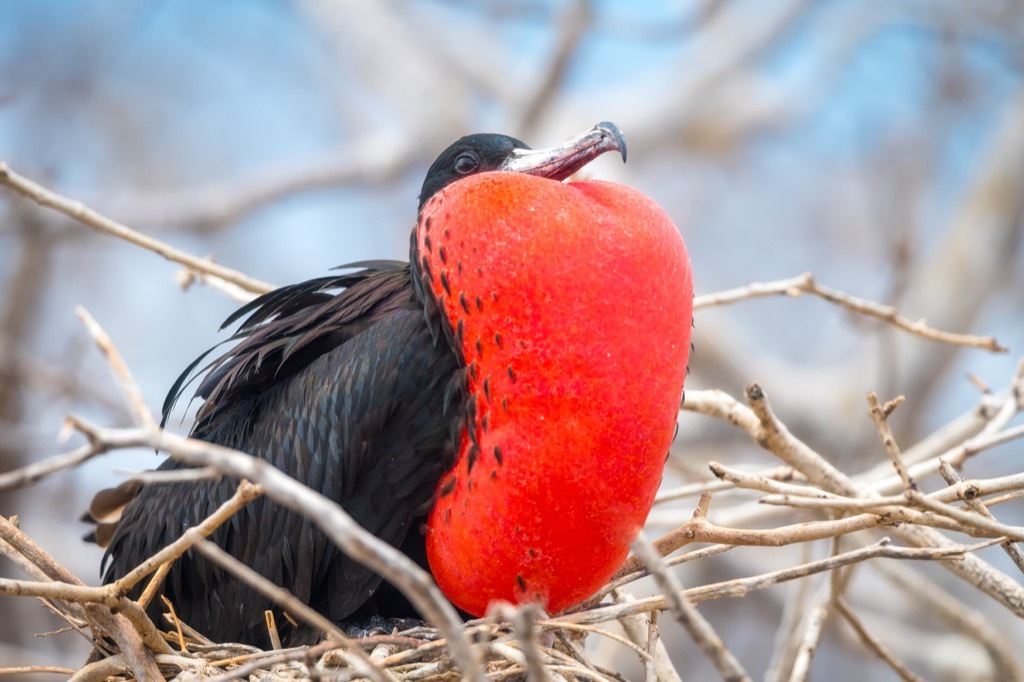 Frigate bird Antigua