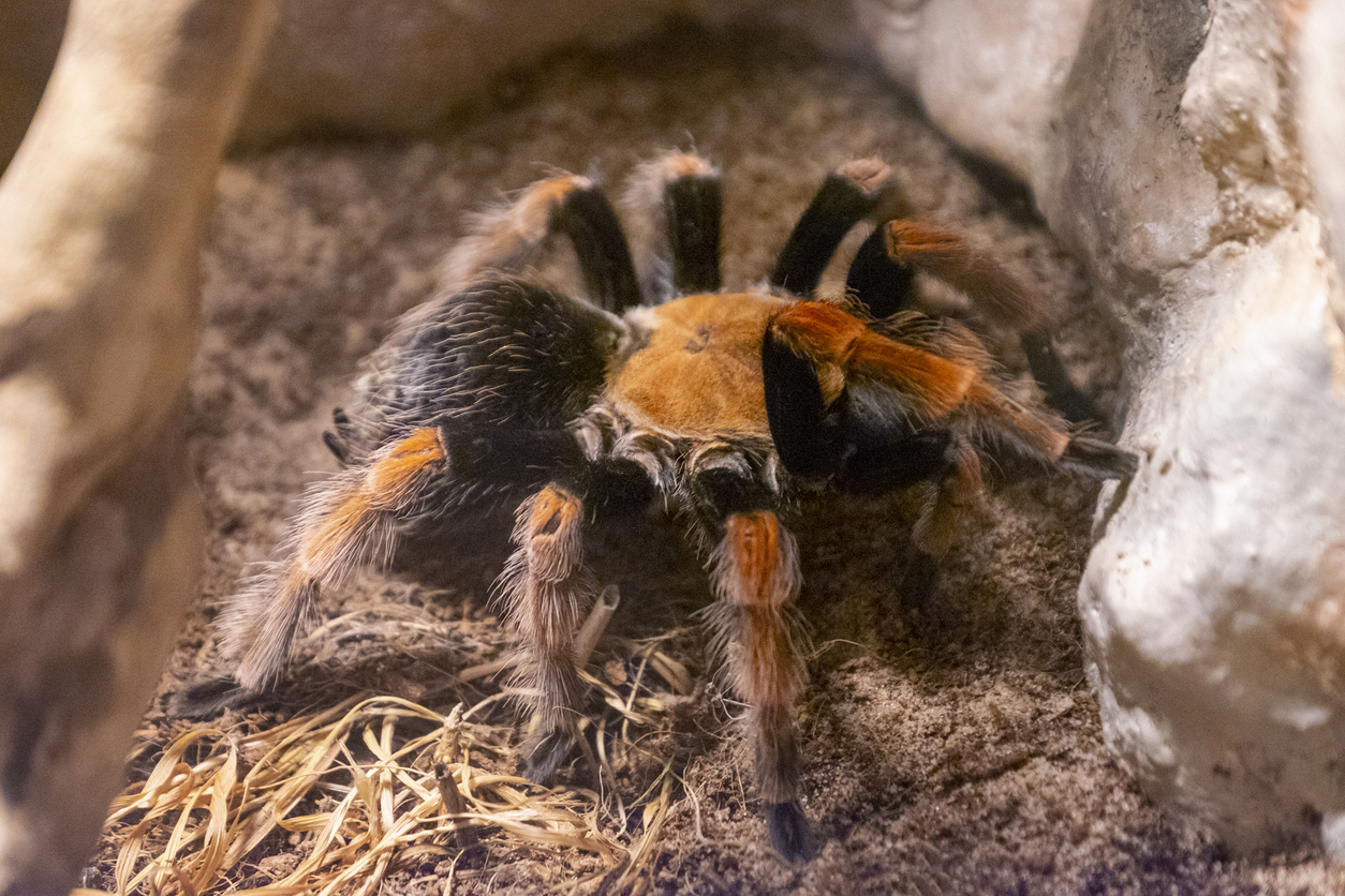 Mexican Blood Leg Tarantula – Fuzzy Pet Tarantula