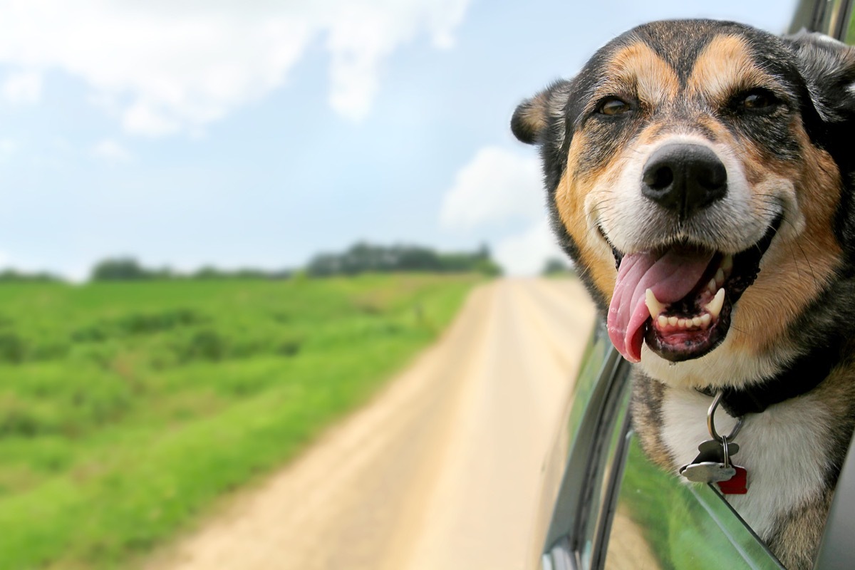 German Shepherd Border Collie Mix with Head out the window mixed breed dogs