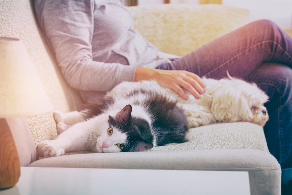 Dog and cat cuddling with their human on the couch