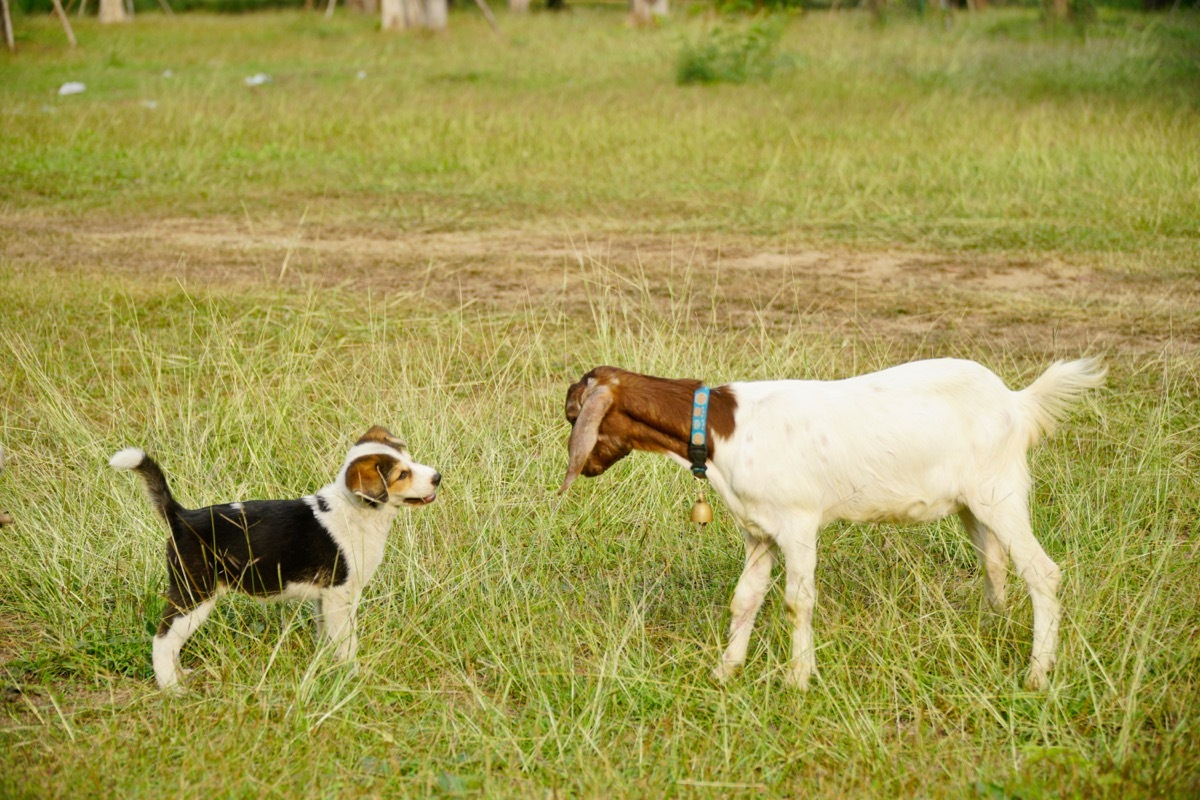 dog and goat standing in a field together