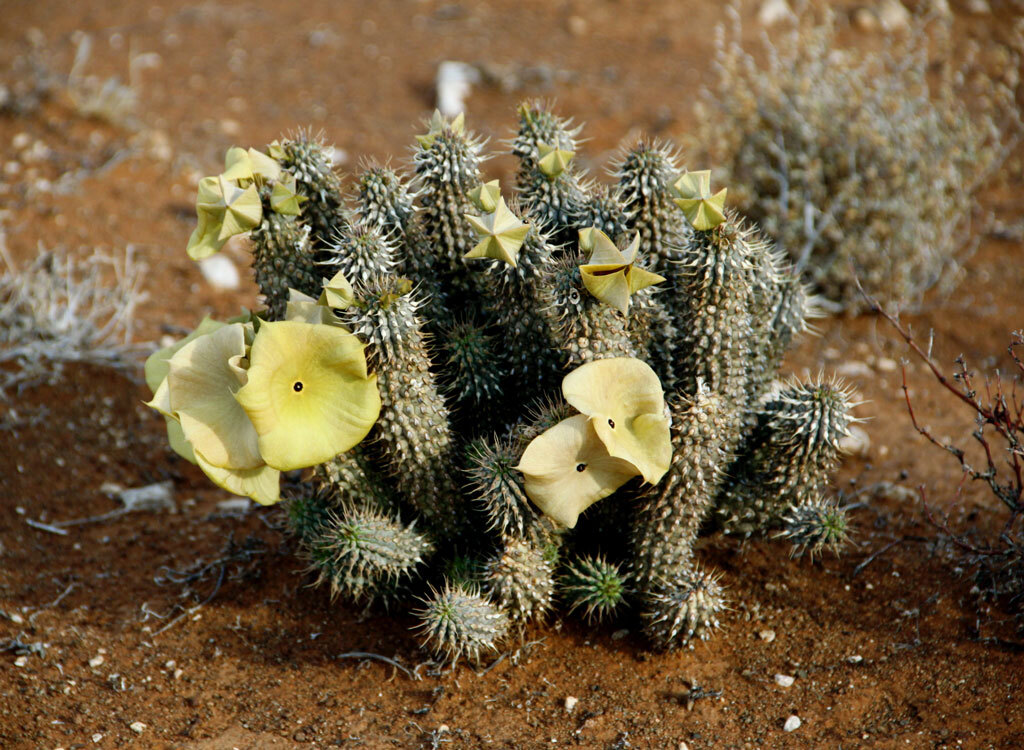 Hoodia