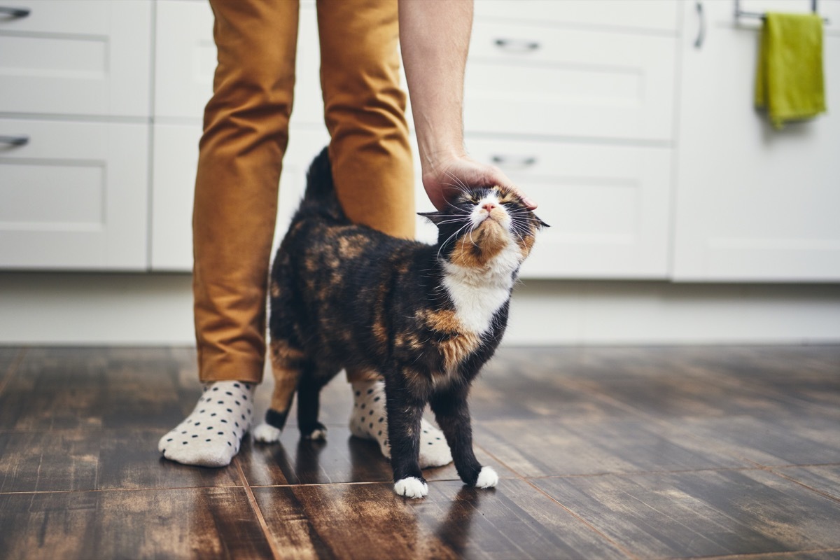 domestic life with pet. Cat welcome his owner (young man) at home.