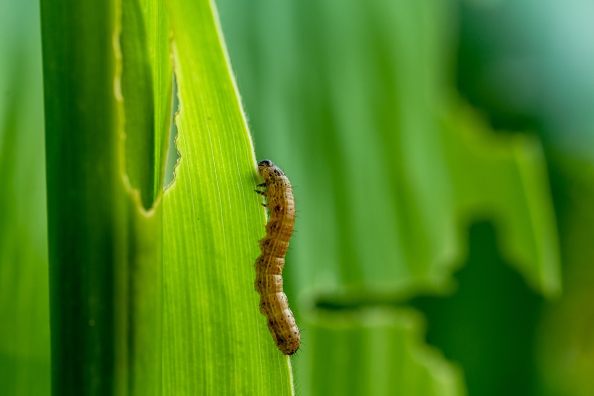 fall armyworm on a leaf