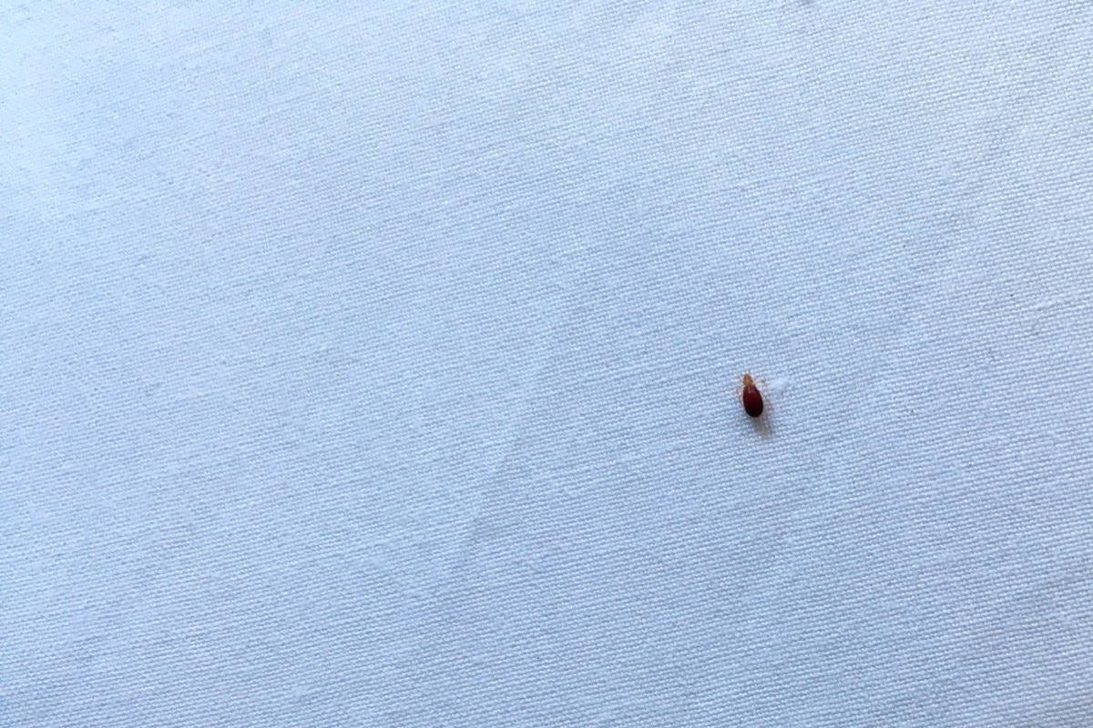 A bedbug on a bed sheet moments after biting a person lying on the bed; its body is swollen with blood.