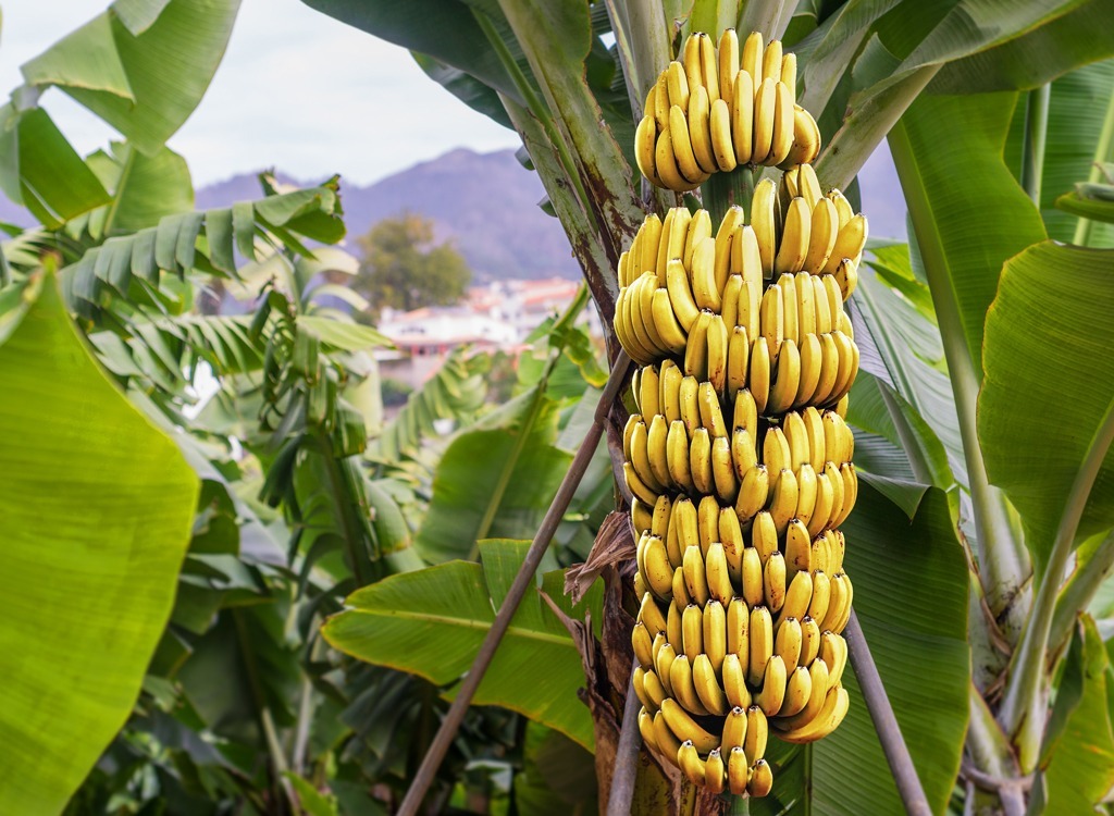 banana tree