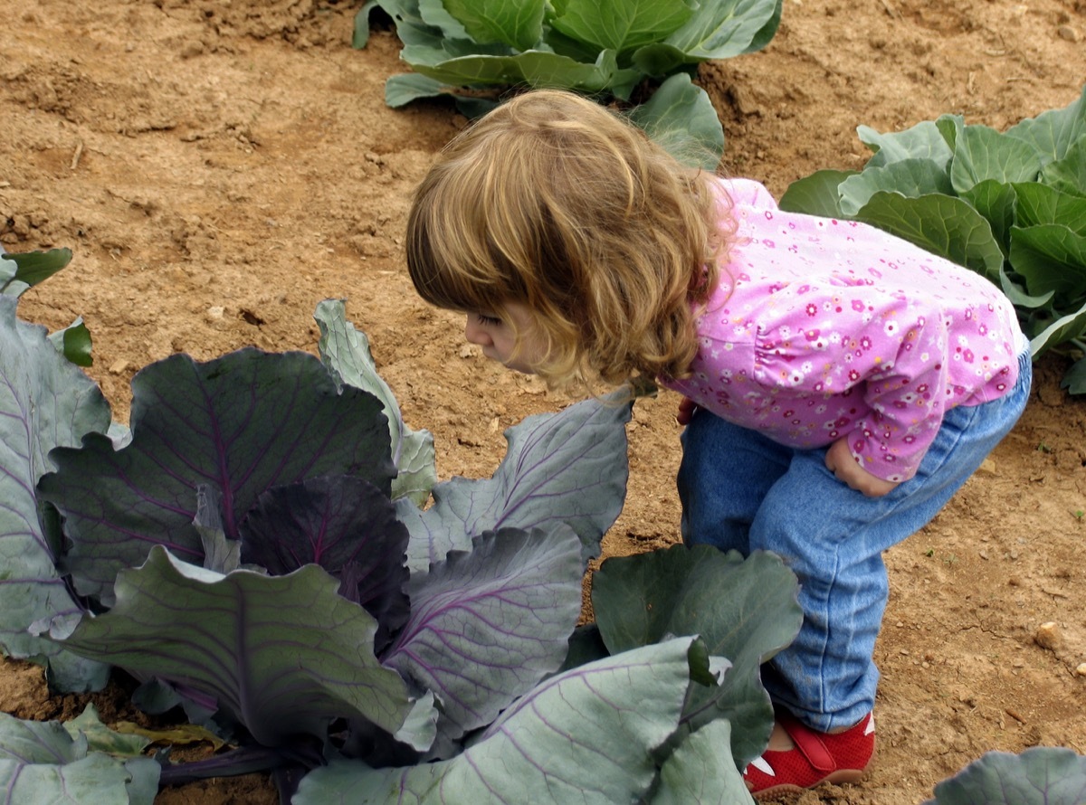 young white girl peering into cabbage