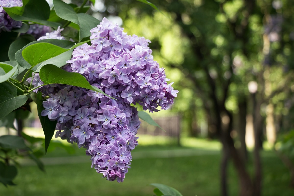 Lilacs on branch