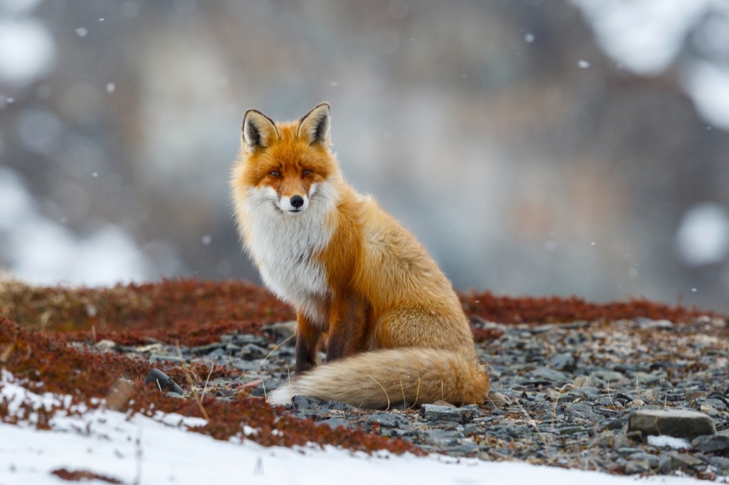 red fox