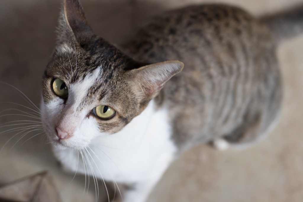 Cat with Narrow Pupils 