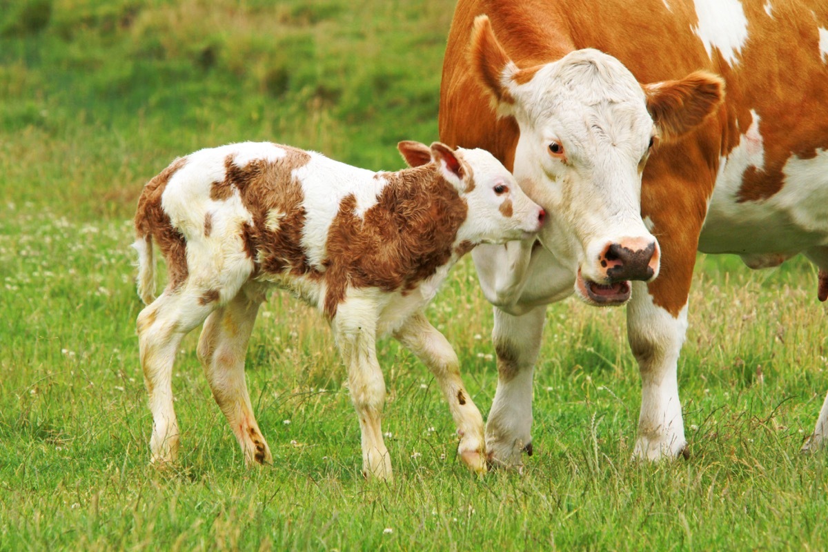 newborn calf playing around with mother cow