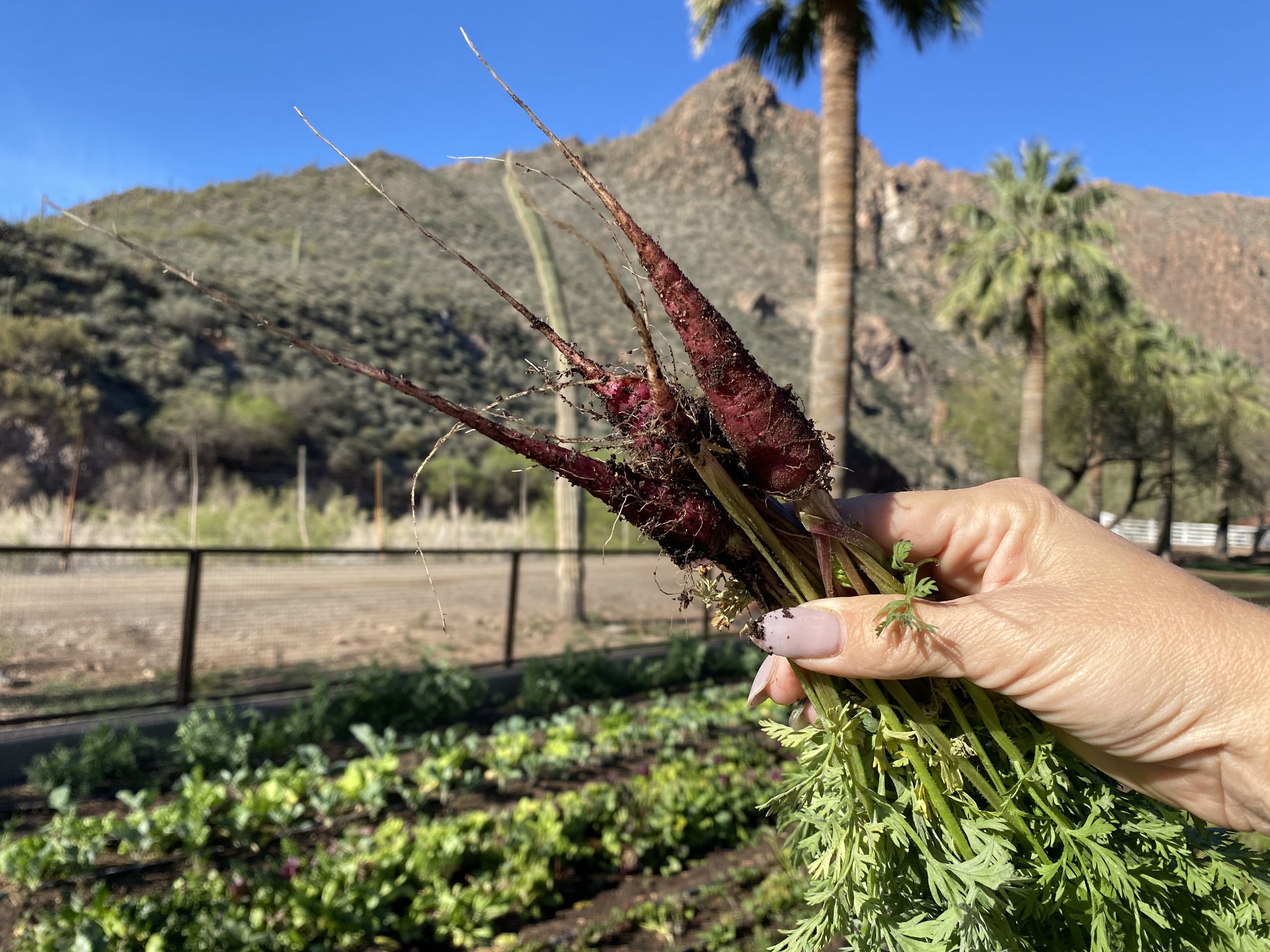 Castle Hot Springs farm