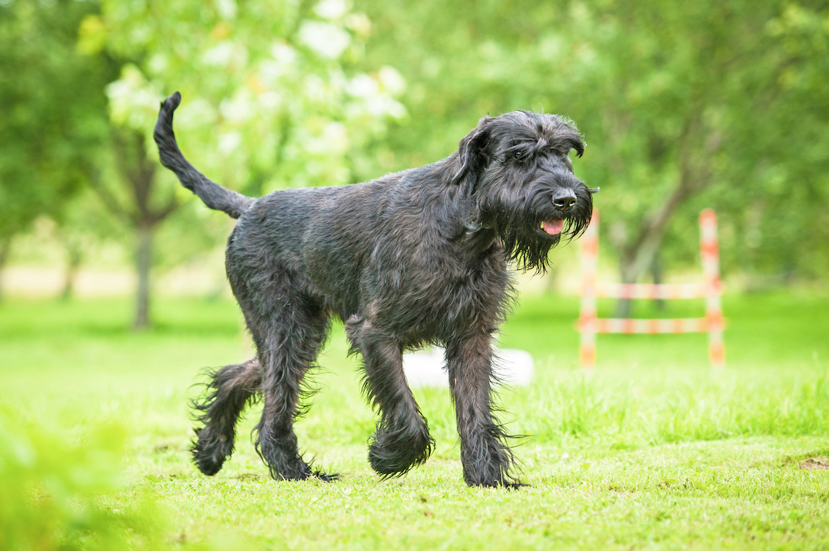 Giant schnauzer dog outside