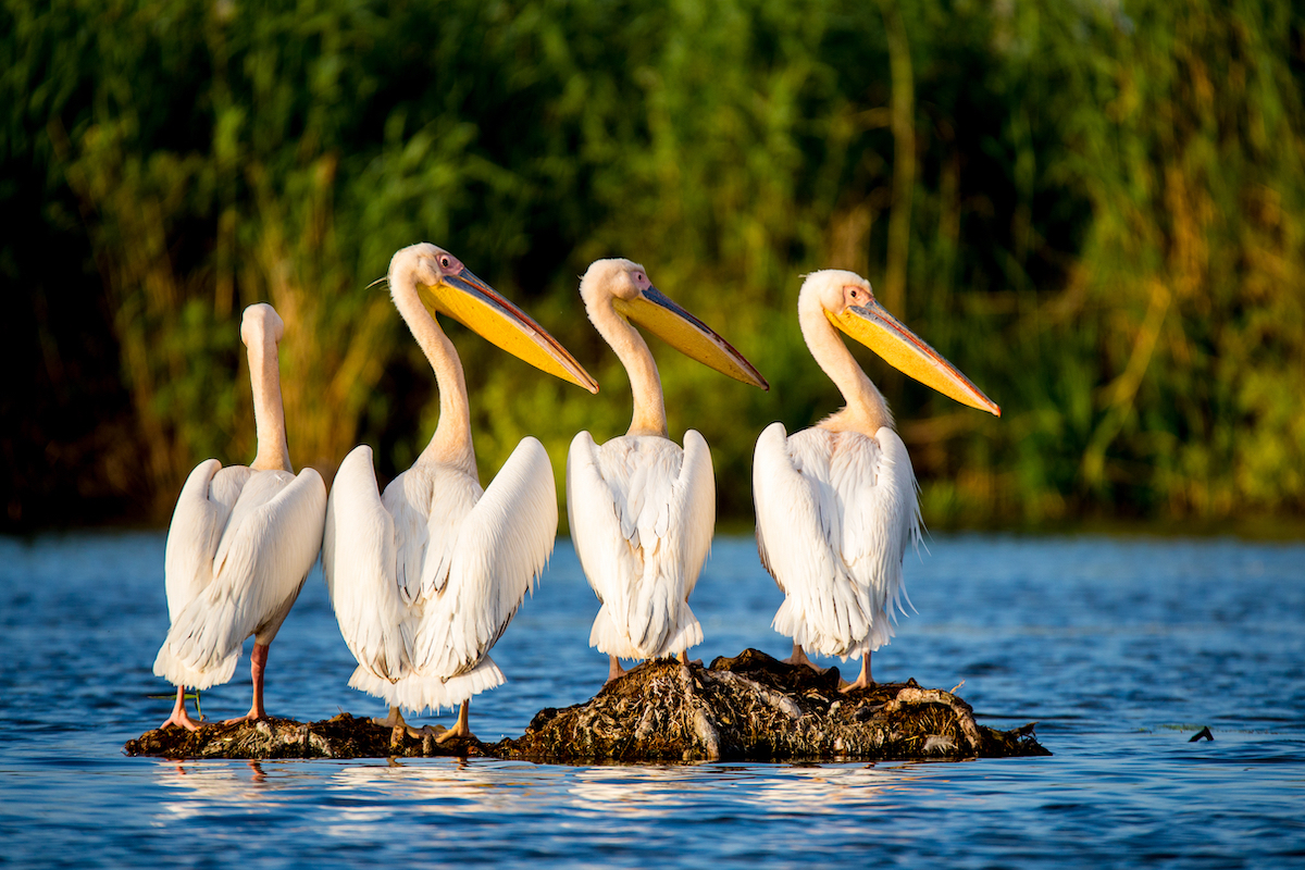 four pelicans sitting in the middle of a river