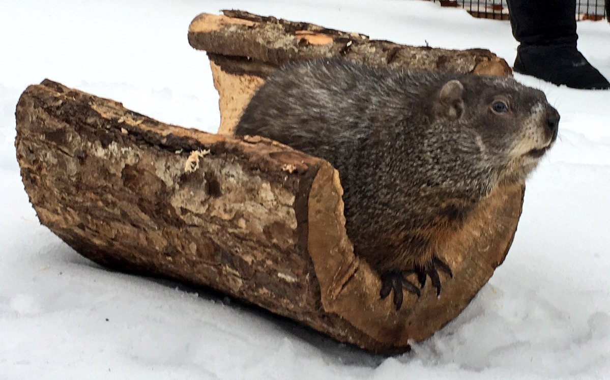 Shubenacadie Sam bites journalist while trying to escape.