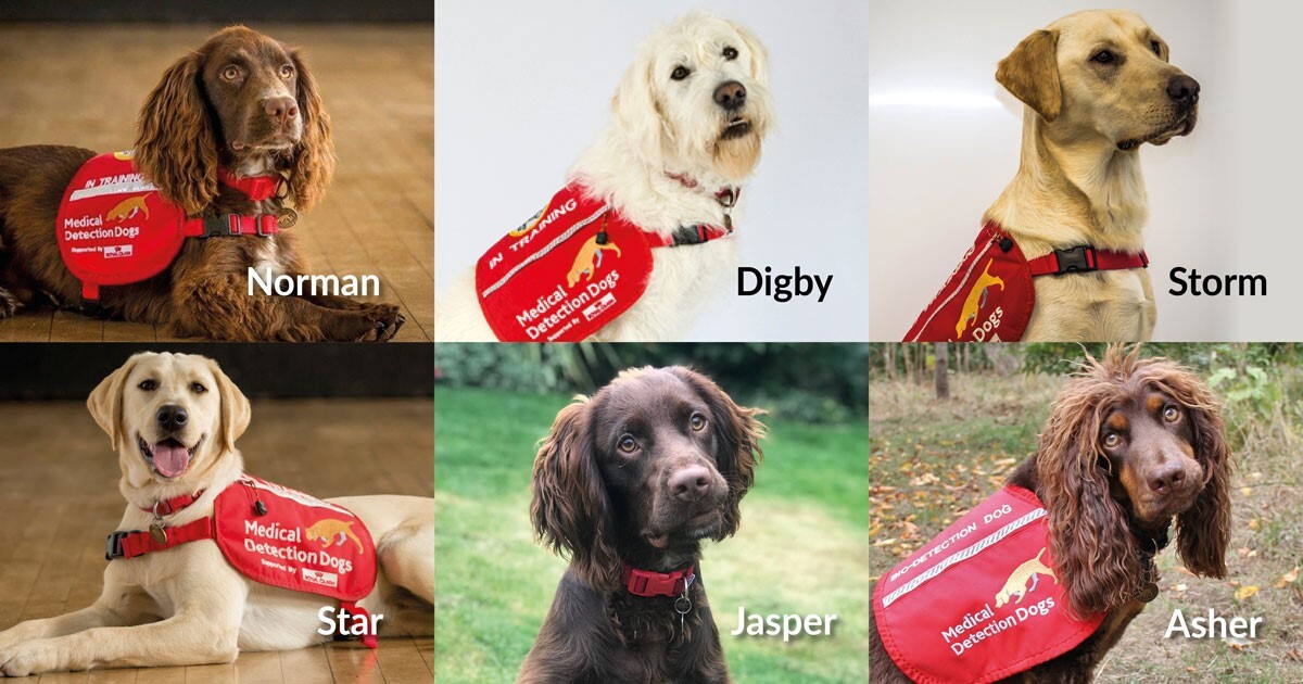 six medical detection dogs